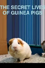 Poster do filme The Secret Lives of Guinea Pigs