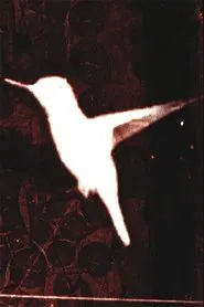 lessons on flight movie poster