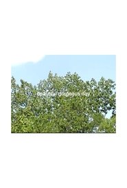 beautiful gorgeous day movie poster