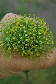 Kalendar movie poster