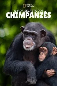 Poster da série A Vida Secreta dos Chimpanzés