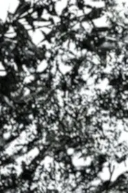 Poster do filme The Seasons