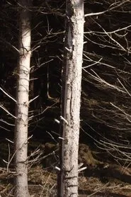 Recreational Forest movie poster