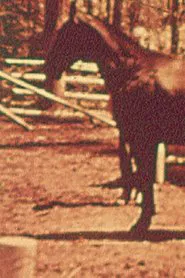 Eleven Different Horses movie poster