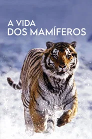Poster da série A Vida dos Mamíferos