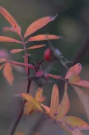 Poster do filme Ecoterrorismo