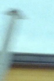 Wildflower Graffiti Action Light Painting movie poster