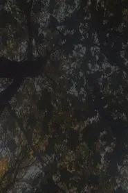 Poster do filme Not as Old as the Trees