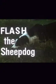 Flash the Sheepdog movie poster