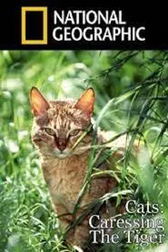 Cats: Caressing The Tiger movie poster