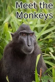 Poster do filme Meet the Monkeys