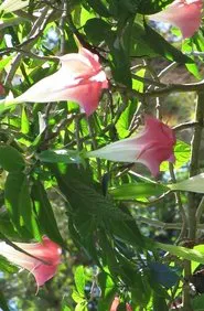 El Diario Cubano movie poster