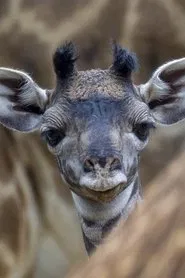 The Last Giraffe movie poster