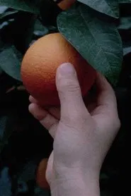 An orange is not a fish movie poster