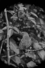 The Nightingale movie poster