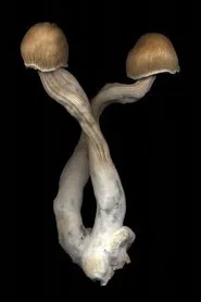 The Mushroom Archive movie poster