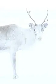Poster do filme Spirit of the Reindeer