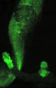 L'intervalle de résonance movie poster