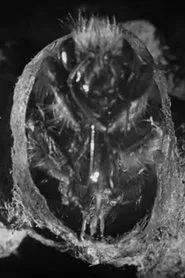 Busy Bees movie poster