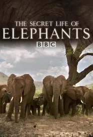 The Secret Life of Elephants movie poster