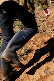 A Few Common Phrases movie poster