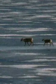 Caribou in the Archive movie poster