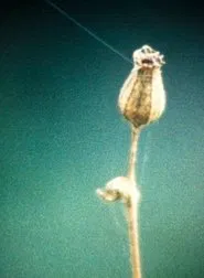 Poster do filme Villatalla