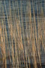 Bulrushes movie poster