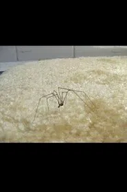 Coven of the Heathenites movie poster