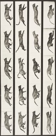 Cat Trotting, Changing to a Gallop movie poster