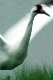 Poster do filme A Great White Bird