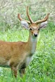 Sangai: The Dancing Deer of Manipur movie poster