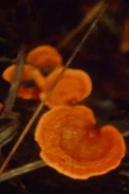 Pantano movie poster