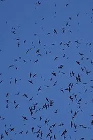 layover movie poster