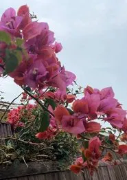 Scars Painted Over movie poster