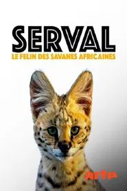 Servale - Afrikas unbekannte Katzen movie poster