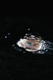 Poster do filme Shaman