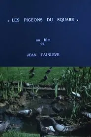 Pigeons in the Square movie poster