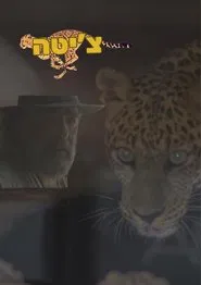 Poster do filme Cheetah