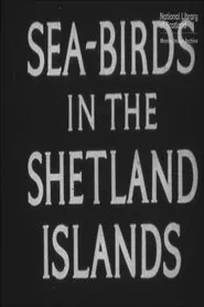 Seabirds in the Shetland Islands movie poster