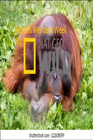 Poster da série World's Weirdest Week