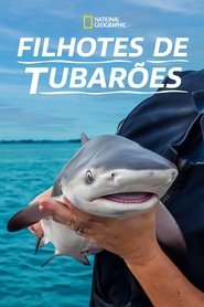 Poster do filme Filhotes de Tubarões