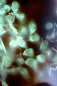 Anodyne movie poster