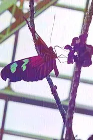 In the Conservatory movie poster