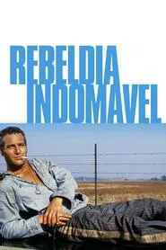 Poster do filme Rebeldia Indomável