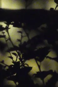 [D R E A M V A L L E Y] movie poster