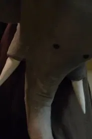 Un éléphant me regarde movie poster