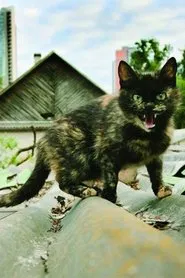 Shanghai Banzai movie poster