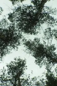 Nature_Nature movie poster