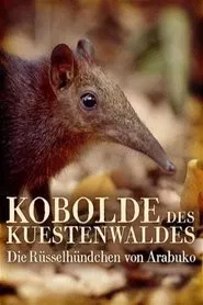 Poster do filme Rainforest Pixies: The Mysterious Rhynchocyon Shrew of Arabuko